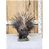 Image 1 : African Porcupine Full Body Taxidermy Mount