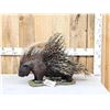 Image 2 : African Porcupine Full Body Taxidermy Mount