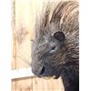 Image 3 : African Porcupine Full Body Taxidermy Mount