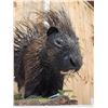 Image 4 : African Porcupine Full Body Taxidermy Mount