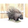 Image 5 : African Porcupine Full Body Taxidermy Mount
