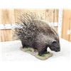 Image 6 : African Porcupine Full Body Taxidermy Mount