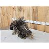 Image 7 : African Porcupine Full Body Taxidermy Mount