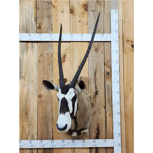 African Gemsbok Shoulder Mount Taxidermy