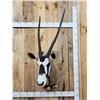 Image 1 : African Gemsbok Shoulder Mount Taxidermy