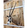 Image 2 : African Gemsbok Shoulder Mount Taxidermy