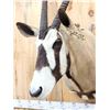 Image 3 : African Gemsbok Shoulder Mount Taxidermy