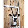 Image 4 : African Gemsbok Shoulder Mount Taxidermy