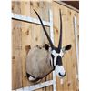 Image 5 : African Gemsbok Shoulder Mount Taxidermy