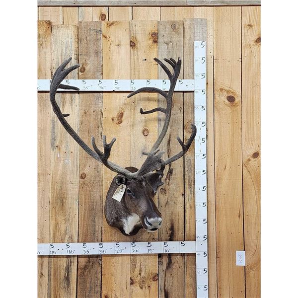Caribou In Velvet Shoulder Mount Taxidermy