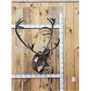 Image 1 : Caribou In Velvet Shoulder Mount Taxidermy