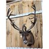 Image 2 : Caribou In Velvet Shoulder Mount Taxidermy