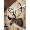 Image 3 : Caribou In Velvet Shoulder Mount Taxidermy