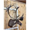 Image 4 : Caribou In Velvet Shoulder Mount Taxidermy
