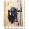 Image 1 : African Black Wildebeest Shoulder Mount Taxidermy