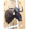 Image 2 : African Black Wildebeest Shoulder Mount Taxidermy