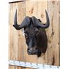 Image 3 : African Black Wildebeest Shoulder Mount Taxidermy