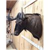 Image 4 : African Black Wildebeest Shoulder Mount Taxidermy