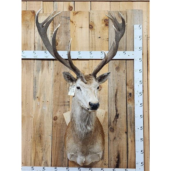 Big Red Stag Shoulder Mount Taxidermy