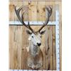 Image 1 : Big Red Stag Shoulder Mount Taxidermy