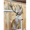 Image 2 : Big Red Stag Shoulder Mount Taxidermy