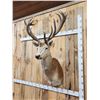 Image 3 : Big Red Stag Shoulder Mount Taxidermy