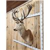 Image 4 : Big Red Stag Shoulder Mount Taxidermy
