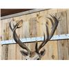 Image 5 : Big Red Stag Shoulder Mount Taxidermy