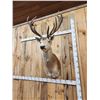 Image 6 : Big Red Stag Shoulder Mount Taxidermy