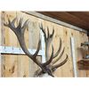 Image 7 : Big Red Stag Shoulder Mount Taxidermy