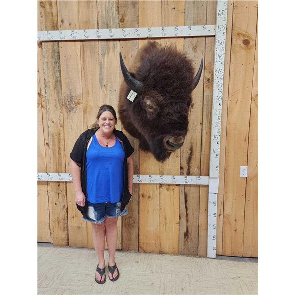 Big American Bison Buffalo Shoulder Mount Taxidermy