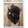 Image 2 : Big American Bison Buffalo Shoulder Mount Taxidermy