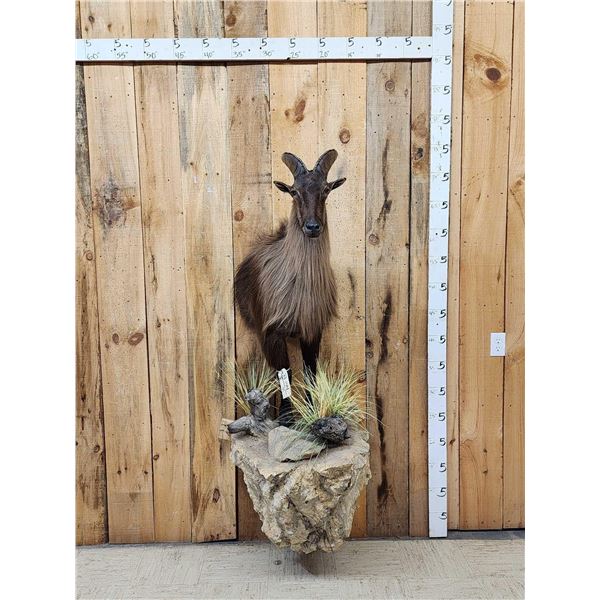 Extra Nice Tahr Half Body Taxidermy Mount