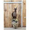 Image 1 : Extra Nice Tahr Half Body Taxidermy Mount