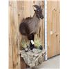 Image 2 : Extra Nice Tahr Half Body Taxidermy Mount