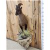 Image 3 : Extra Nice Tahr Half Body Taxidermy Mount