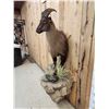 Image 4 : Extra Nice Tahr Half Body Taxidermy Mount