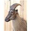 Image 5 : Extra Nice Tahr Half Body Taxidermy Mount