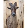 Image 6 : Extra Nice Tahr Half Body Taxidermy Mount