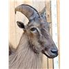 Image 7 : Extra Nice Tahr Half Body Taxidermy Mount