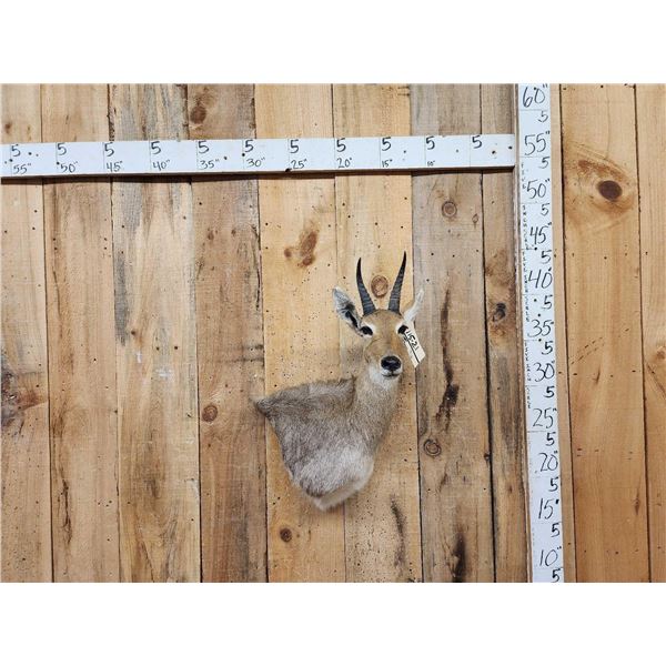 African Mountain Reedbuck Wall Pedestal Cutaway Taxidermy Mount