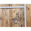 Image 1 : African Mountain Reedbuck Wall Pedestal Cutaway Taxidermy Mount