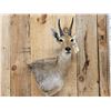 Image 2 : African Mountain Reedbuck Wall Pedestal Cutaway Taxidermy Mount