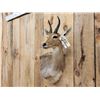 Image 3 : African Mountain Reedbuck Wall Pedestal Cutaway Taxidermy Mount