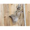 Image 4 : African Mountain Reedbuck Wall Pedestal Cutaway Taxidermy Mount