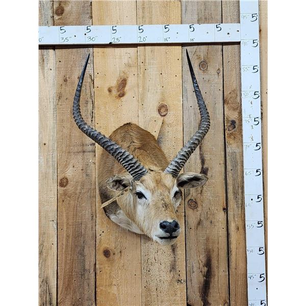 African Black Lechwe Shoulder Mount Taxidermy