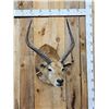 Image 1 : African Black Lechwe Shoulder Mount Taxidermy
