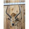 Image 2 : African Black Lechwe Shoulder Mount Taxidermy