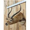 Image 3 : African Black Lechwe Shoulder Mount Taxidermy