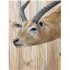 Image 4 : African Black Lechwe Shoulder Mount Taxidermy